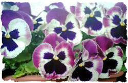 パンジーwhite&violet0301