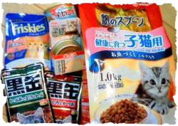 子猫用フード