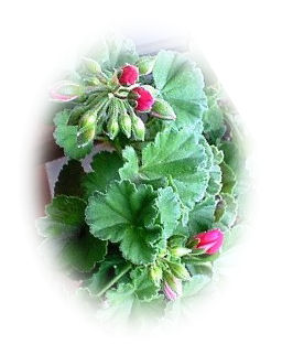 ベランダの花つぼみ