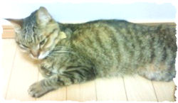 寝室フローリング20090512