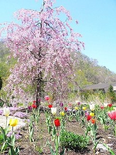 しだれ桜とチューリップ