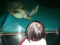 ウミガメに夢中♪