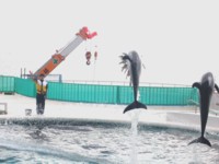 イルカのジャンプ！！