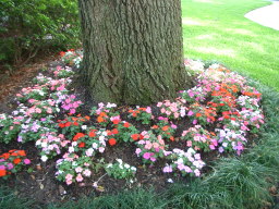 Noriko Flowers-around tree.jpg