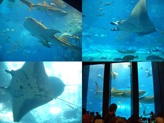 美ら海水族館　３