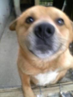 はなでからっき～