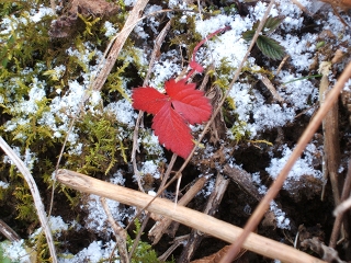 雪