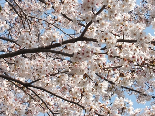 桜１