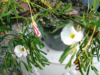 オキザリス　その４