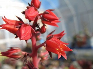 アルフレッドの花