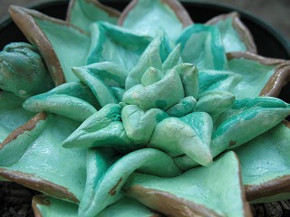 手ずくり多肉　（アップ）