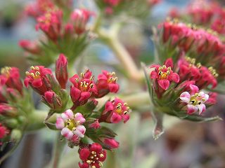 Ｃrassula　　アルバ