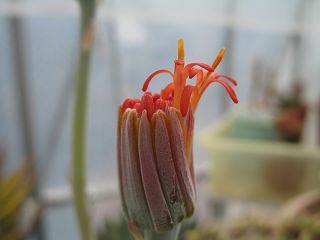 4月1日　開き始めました