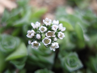 雪の妖精の花