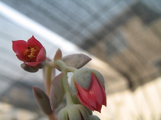 京美人の花