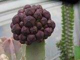 Caralluma speciosa 　　スペシオーサ