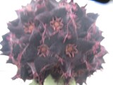 Caralluma speciosa 　　スペシオーサ