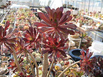 サンシモン（？）