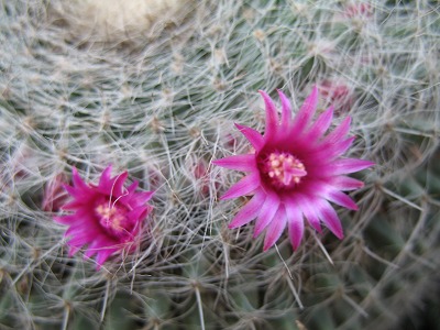 名無しのごんべいさん