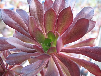 不明　サンシモン？