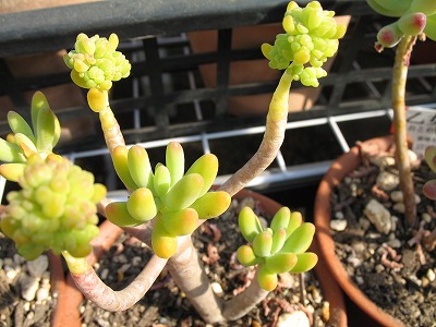 変な八千代（１）