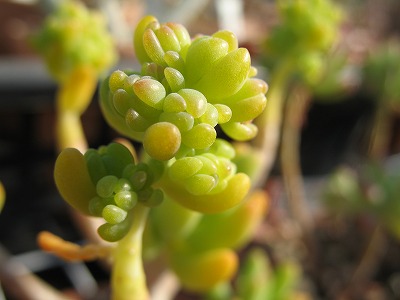 変な八千代（２）