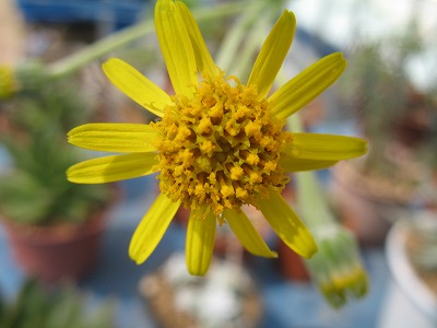 新月の花