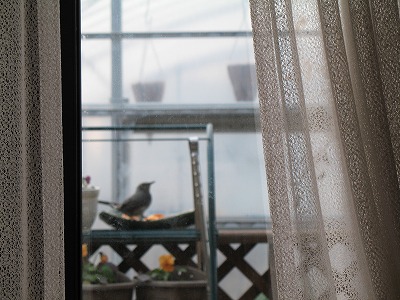 ひよどり　（２）