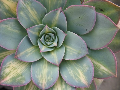 ムーンバースト