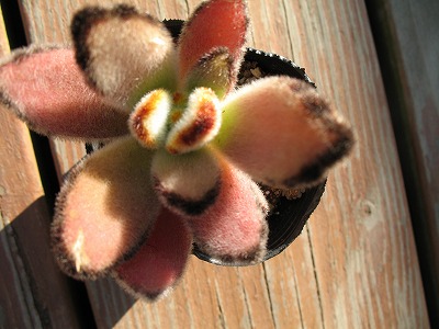 ジャイアントラビット？黒兎耳？