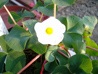 オキザリス　その２