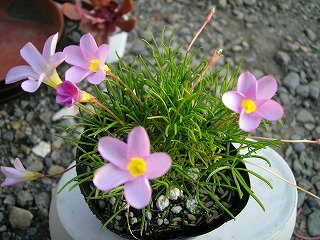 オキザリス　その３