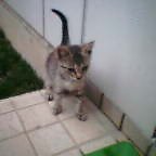 ちび（玄関にて）