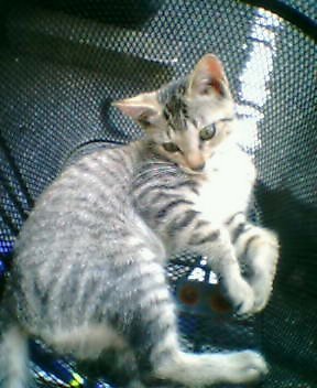 ちび（自転車のかごの中）