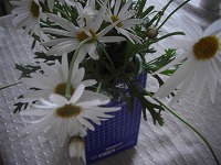 マーガレット 002.jpg