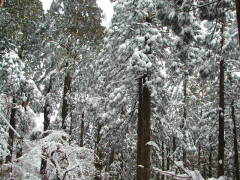 杉の樹氷