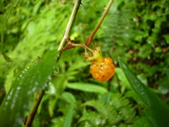 モミジイチゴの実