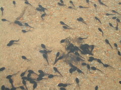 おたまじゃくし