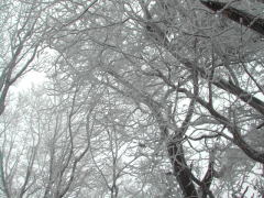 またまた樹氷