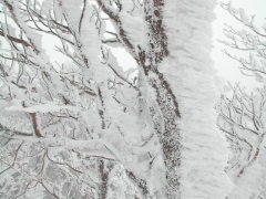 えびの尻尾かな？