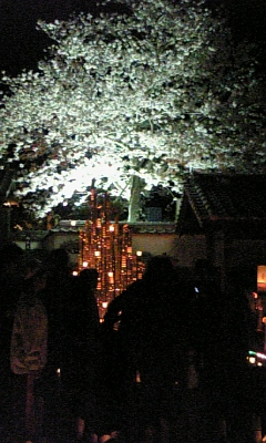 夜桜