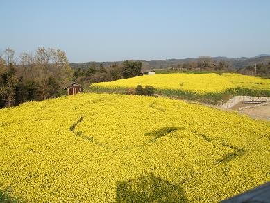 菜の花畑