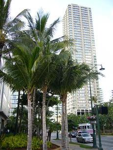 waikiki2