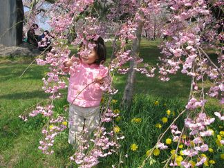 姫と桜