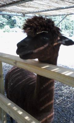 アルパカ.jpg