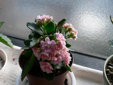 yaekarapin07.JPG