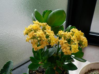yaekarapin06.JPG