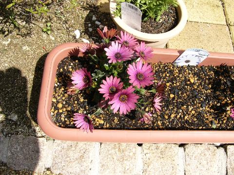 gazania01.jpg
