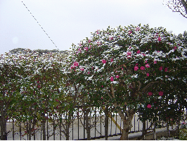 雪景色２