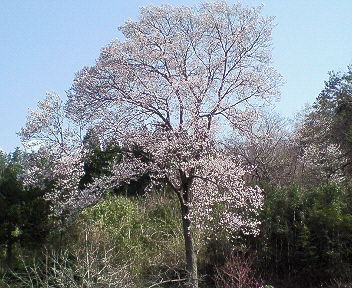 お庭の桜